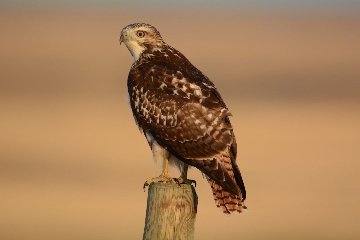 Red-tailed Hawk - Todd Norris