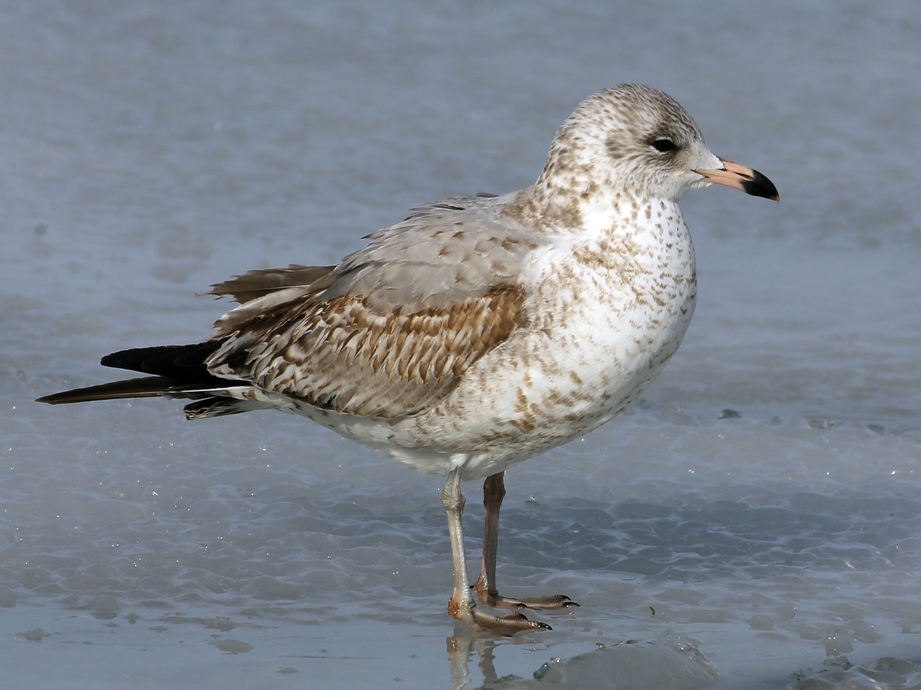 Ring-billed Gull - Brad Walker