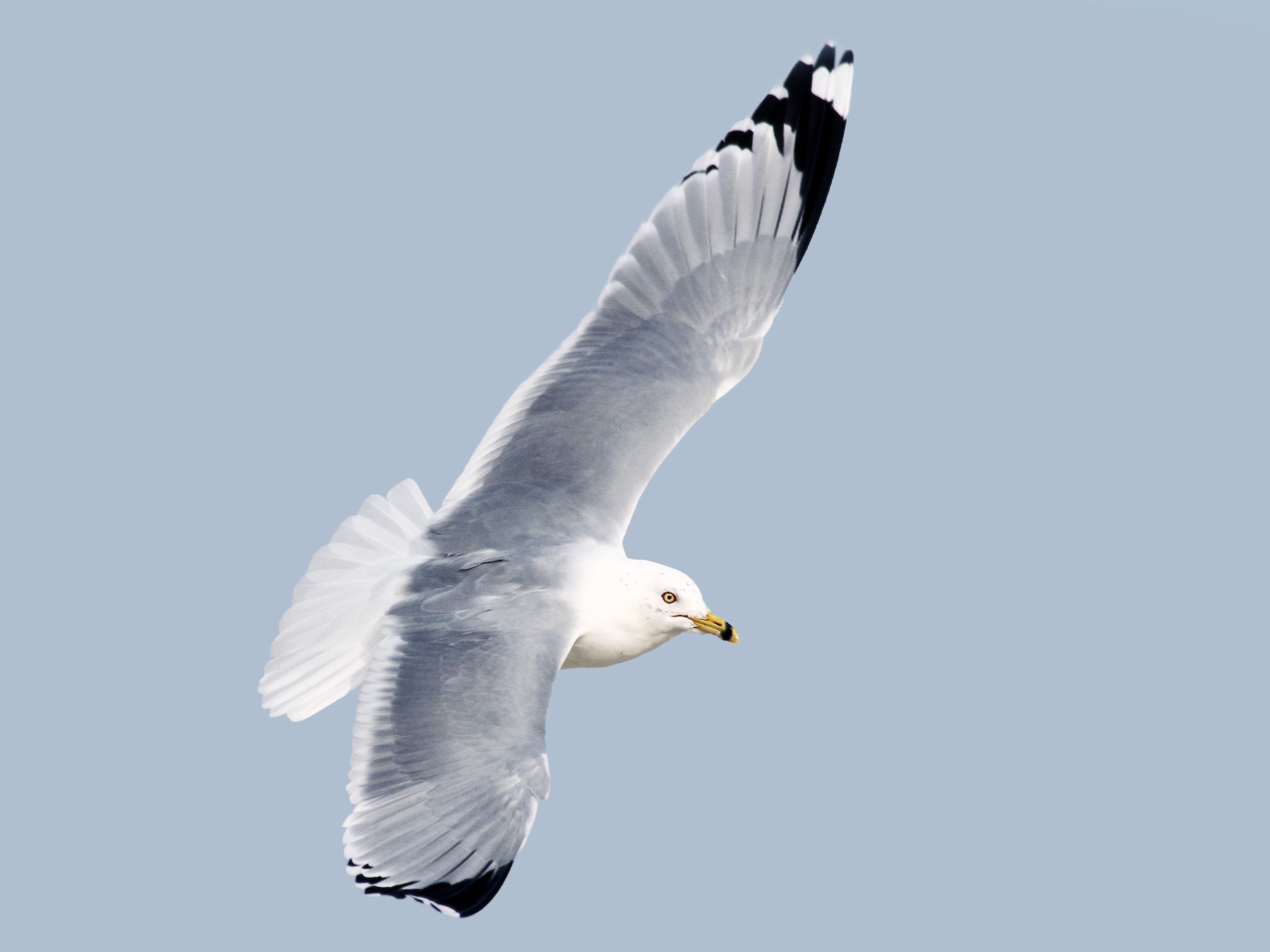 Ringbilled Gull eBird