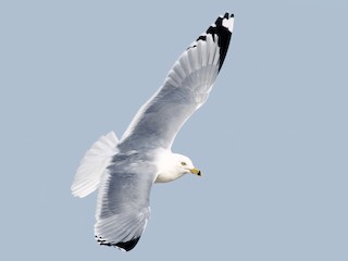 นกเต็มวัยในฤดูผสมพันธุ์ - Ryan Schain - ML71316011