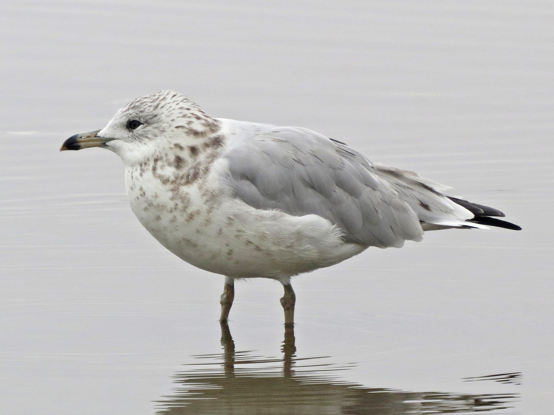 Ring-billed Gull - Tom Edell