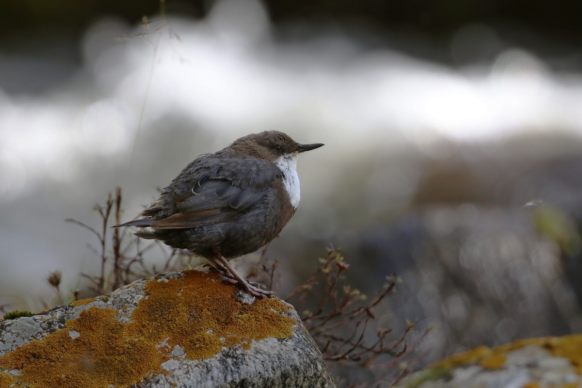 White-throated Dipper - Irene  Dy