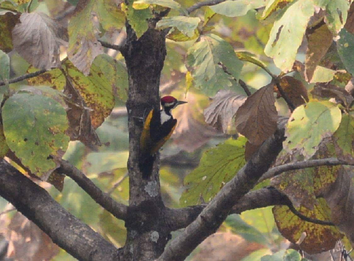 White-naped Woodpecker - Arun Varghese