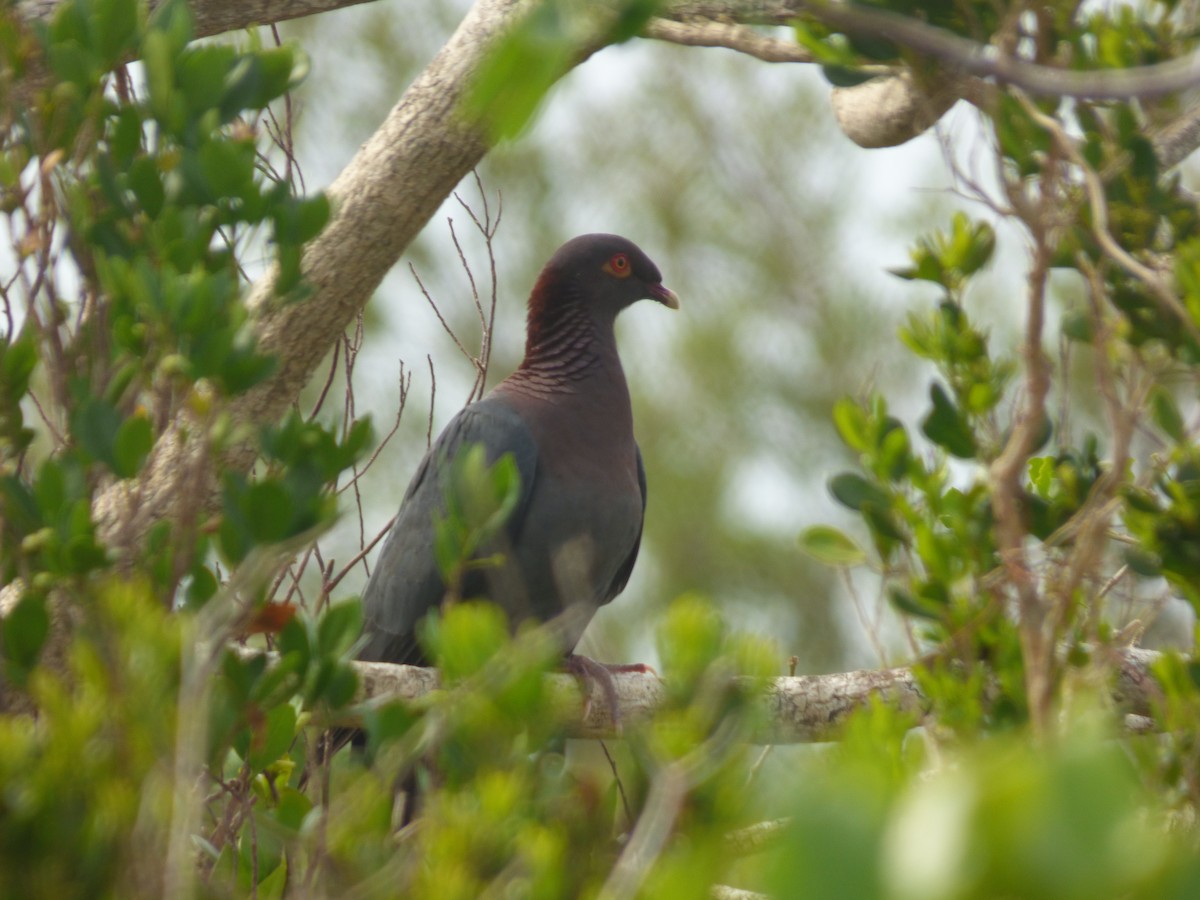 Scaly-naped Pigeon - ML71316261