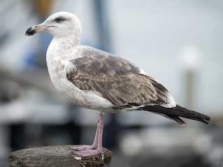  - Western Gull