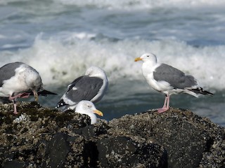  - Western Gull