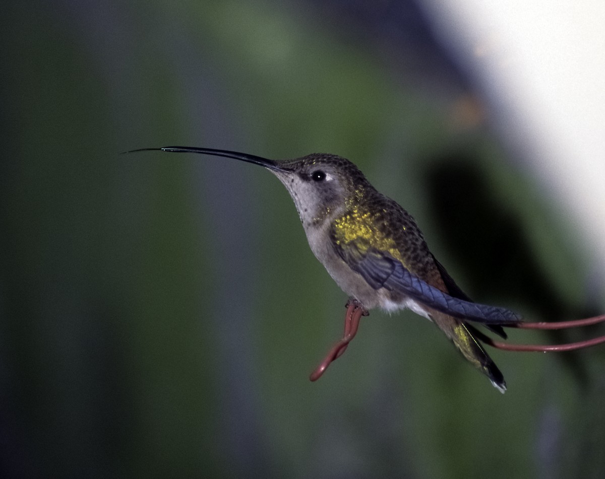 Oasis Hummingbird - Josep del Hoyo