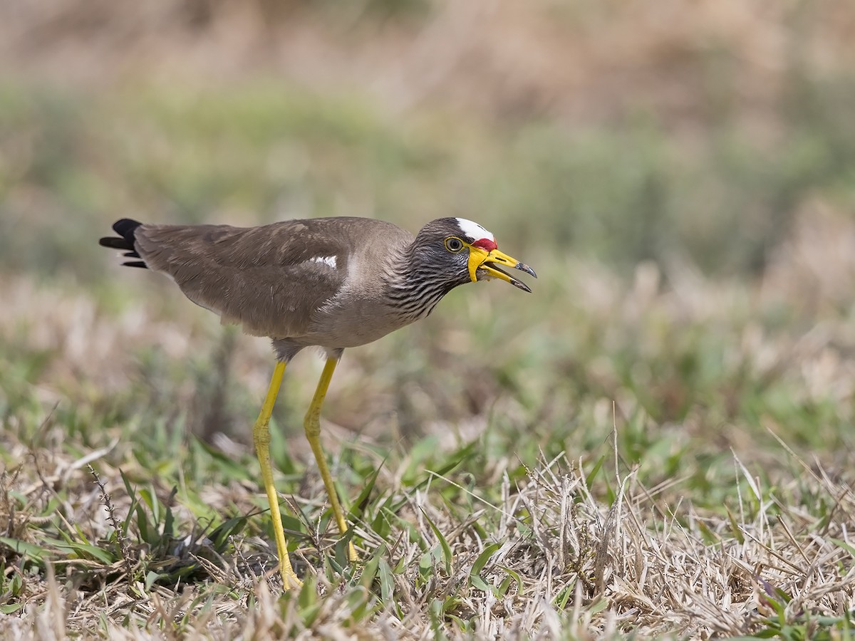 Wattled Lapwing - Niall D Perrins