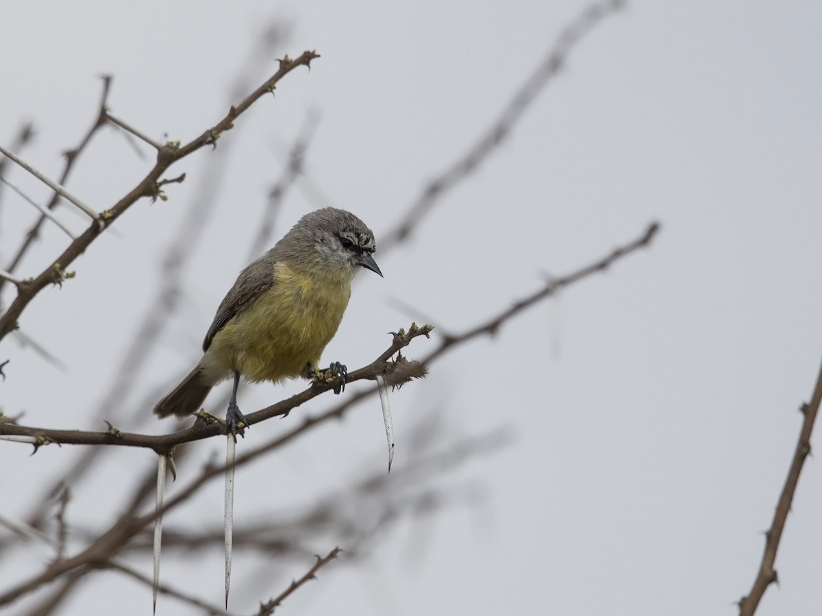 Southern Penduline-Tit - Niall D Perrins