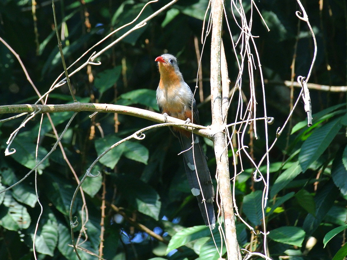 Red-billed Malkoha - wengchun malaysianbirder