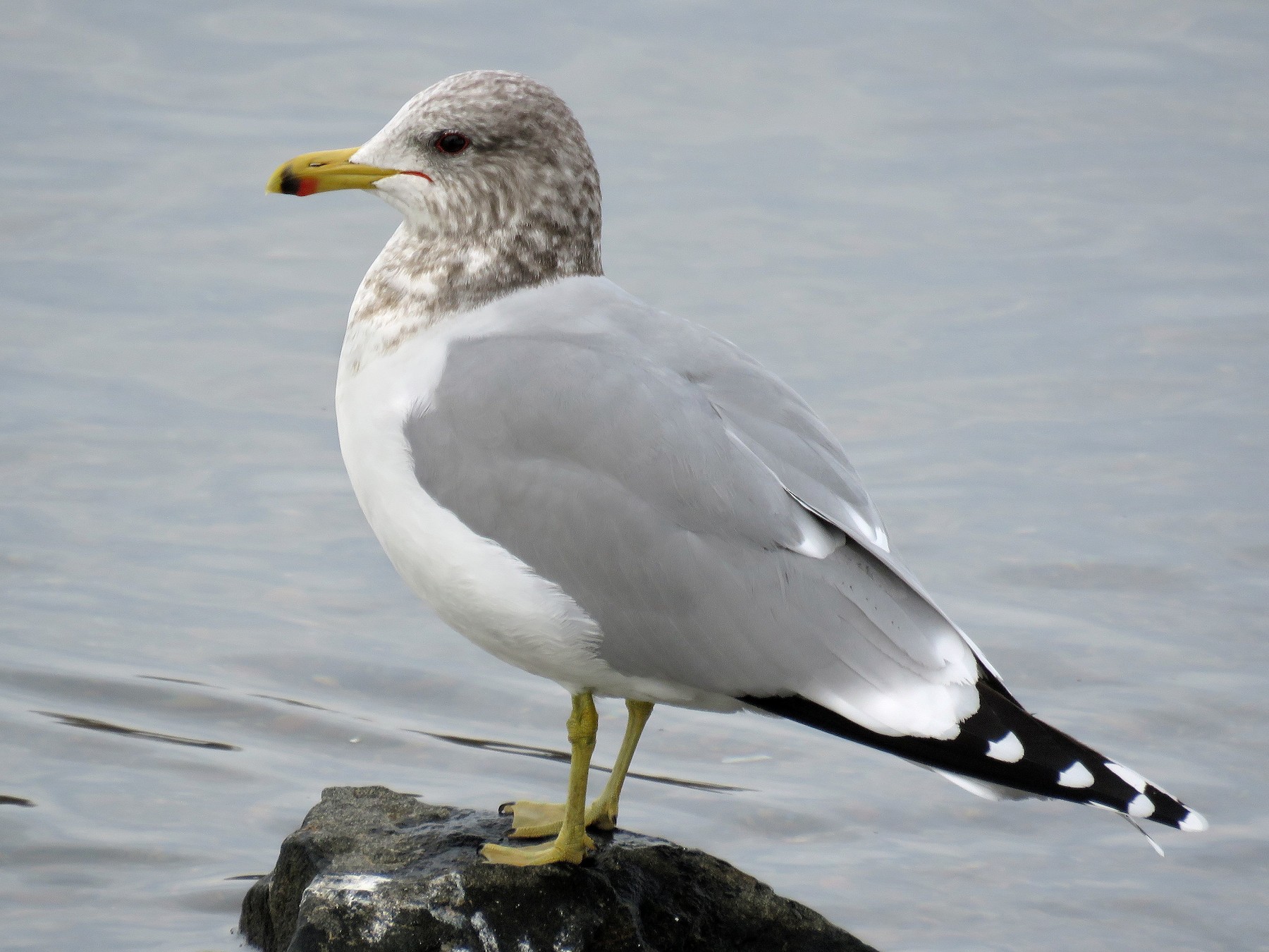 California Gull - eBird