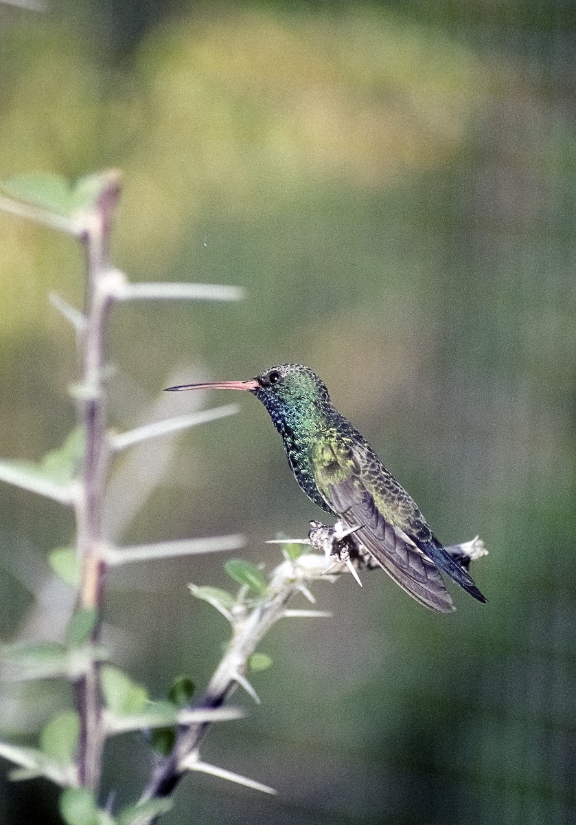 Broad-billed Hummingbird - Josep del Hoyo