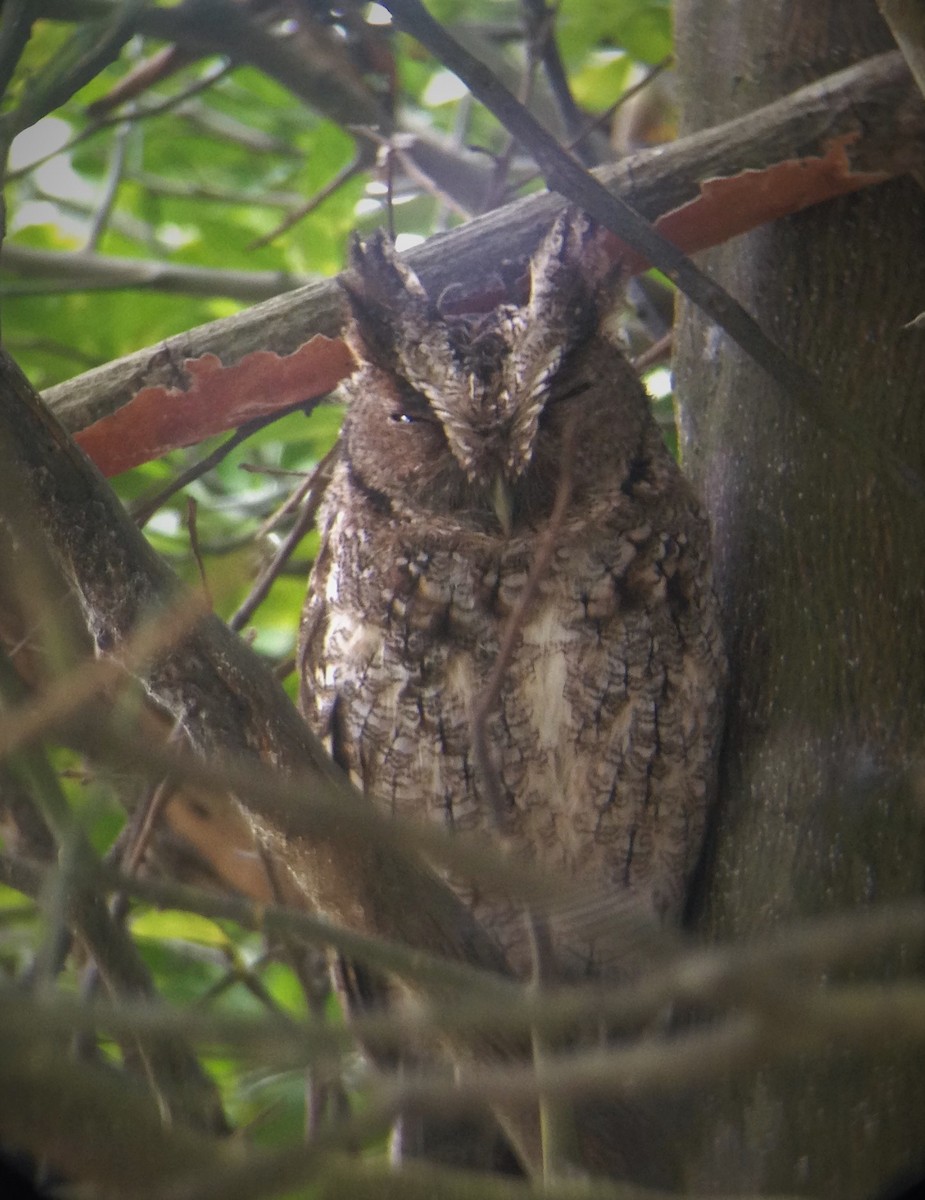 Peruvian Screech-Owl (pacificus) - Daniel Pacheco Osorio