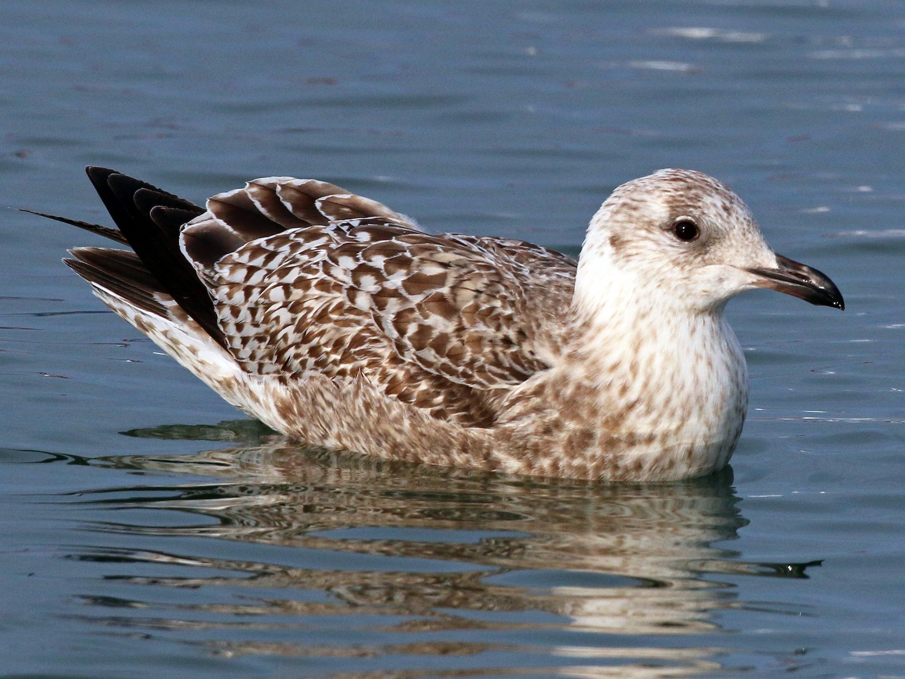 Herring Gull eBird