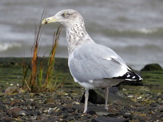  - Herring Gull (American)