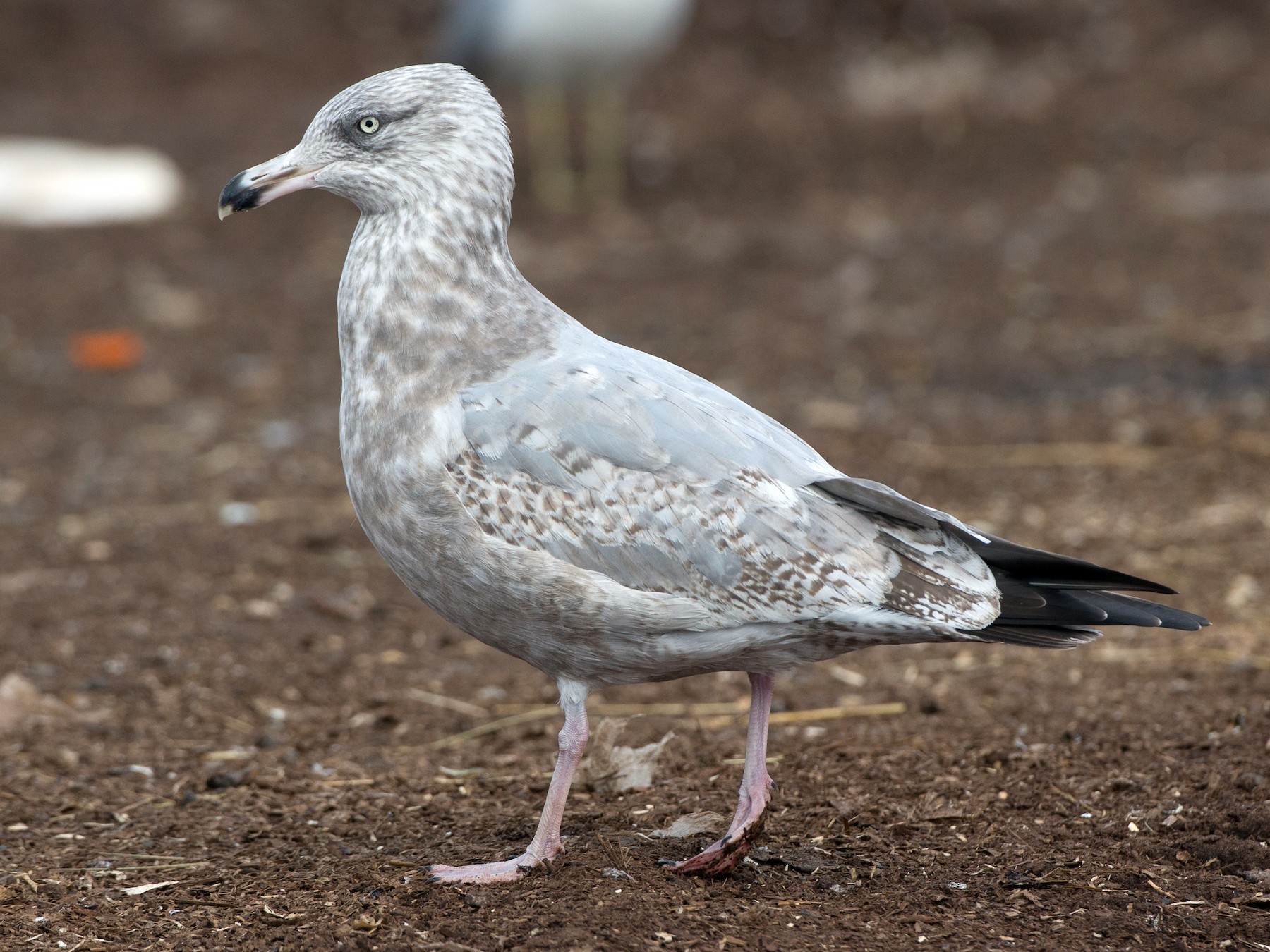 Herring Gull Winter