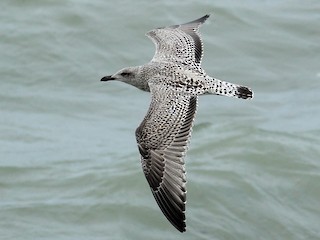 - Herring Gull (European)