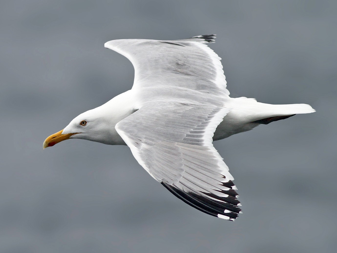 Herring Gull Winter