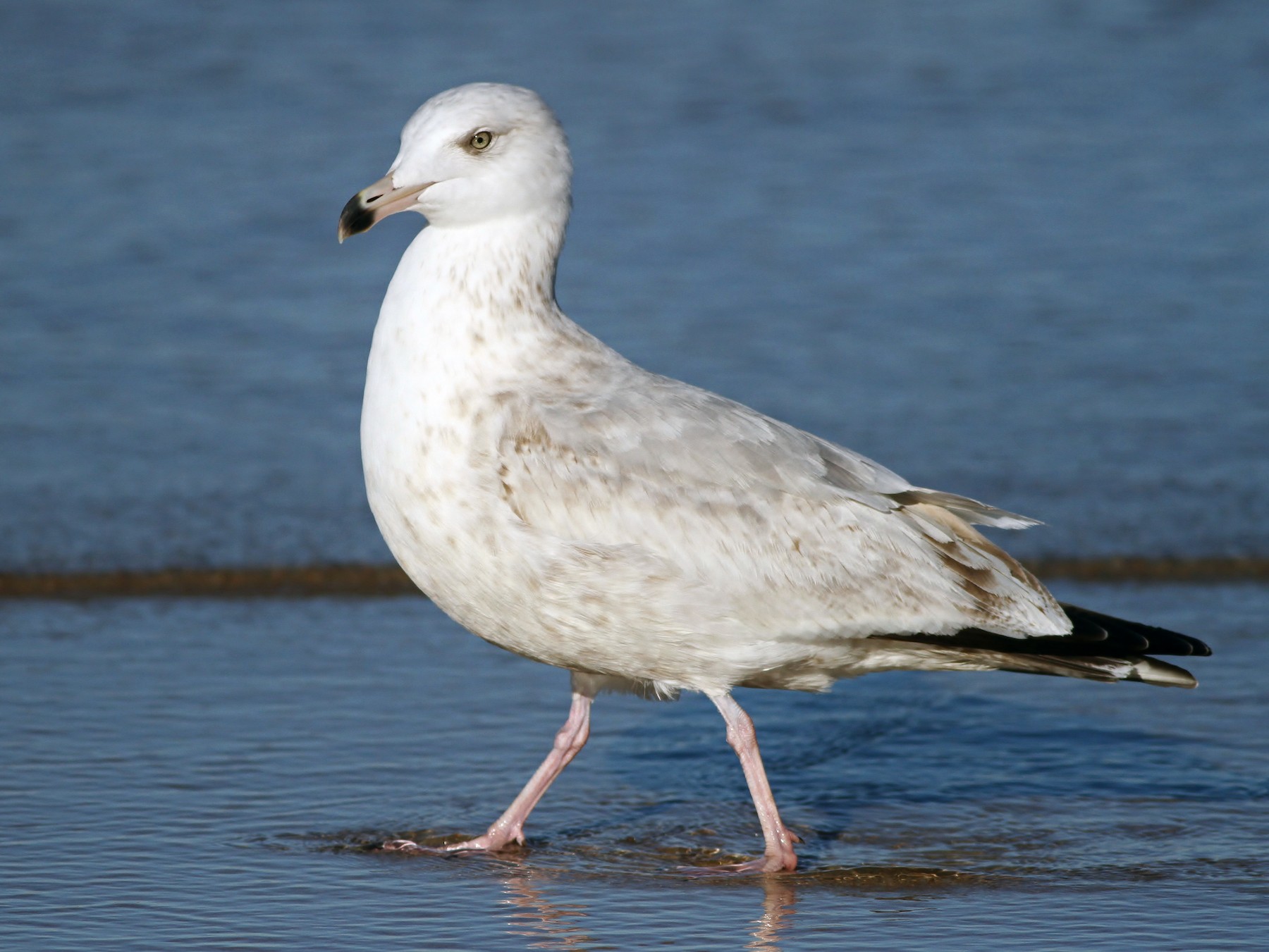 herring gull