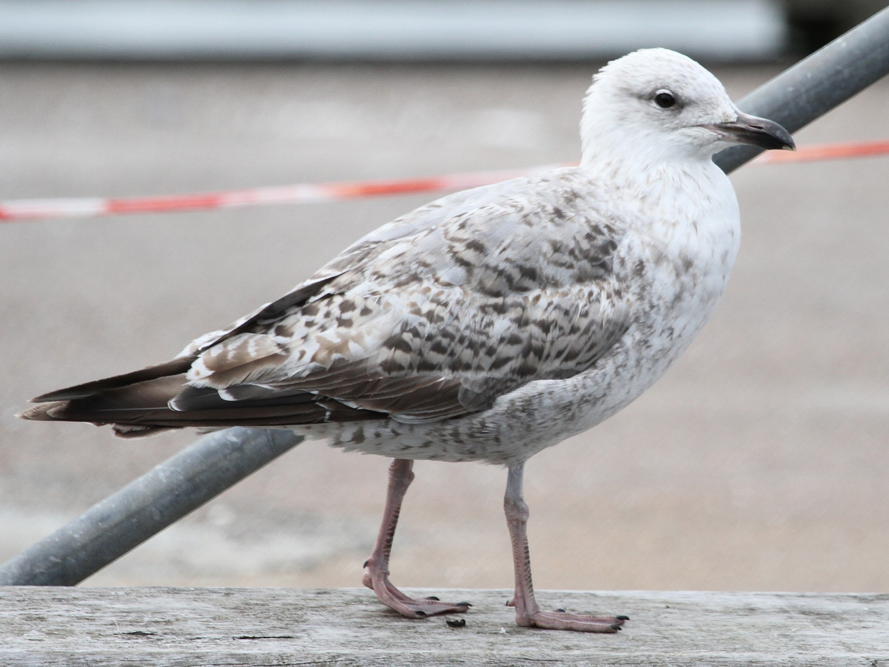 Herring Gull - Anya Auerbach