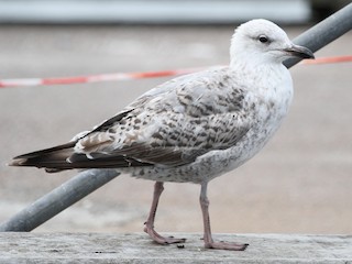  - Herring Gull (European)