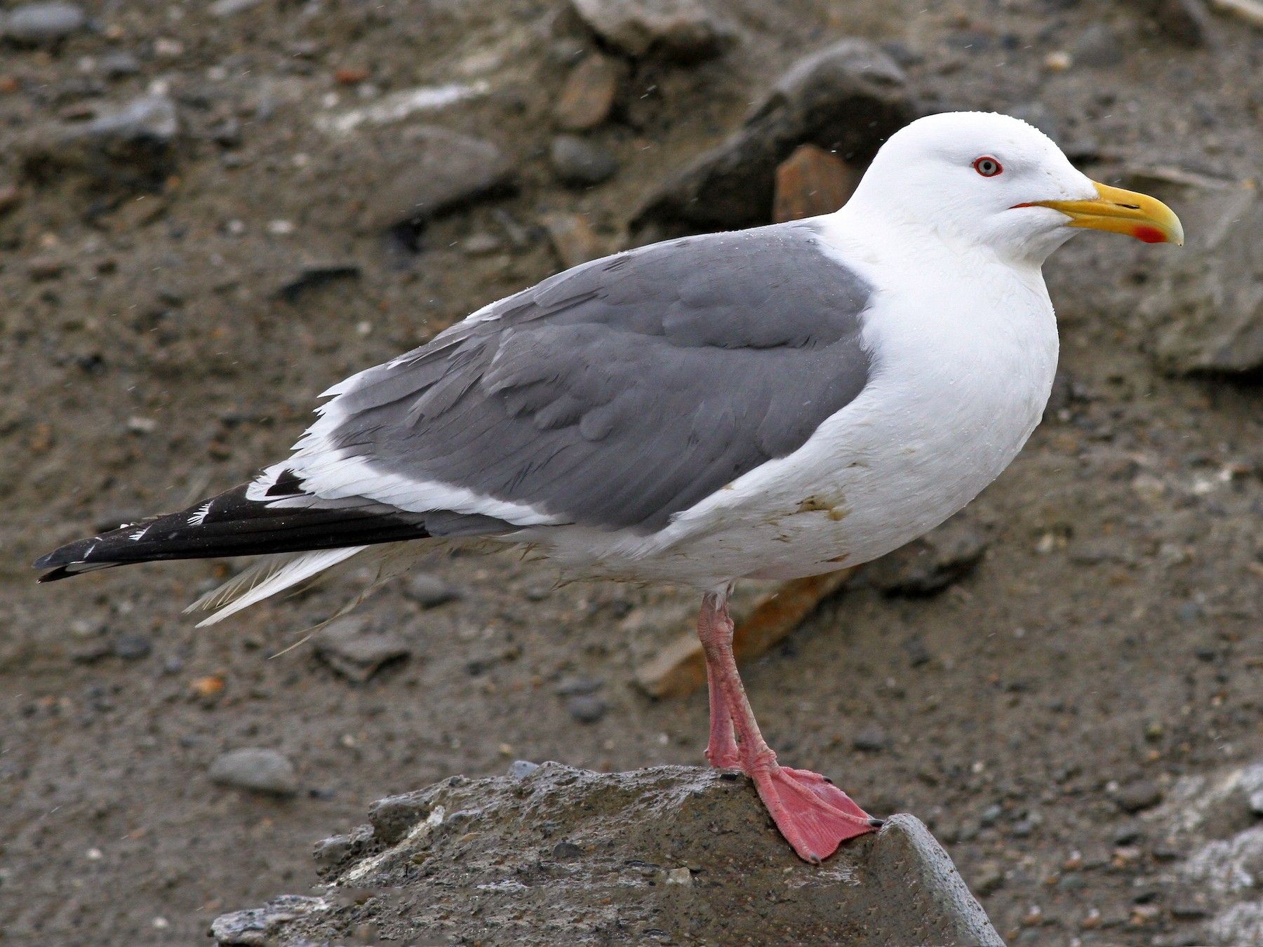 Herring Gull - Ian Davies