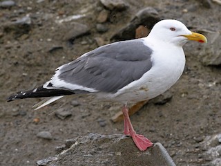  - Herring Gull (Vega)