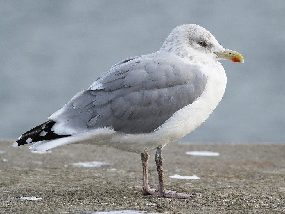 Herring Gull eBird