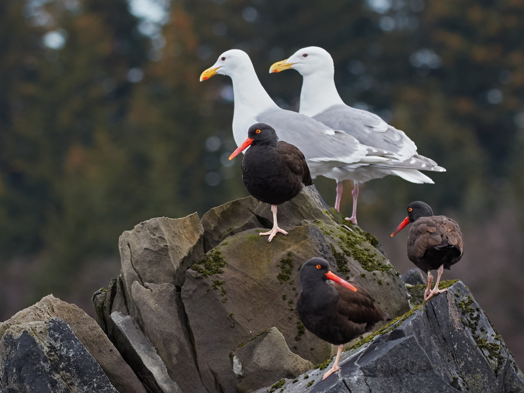 Glaucous-winged Gull - eBird