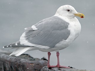 ワシカモメ - eBird