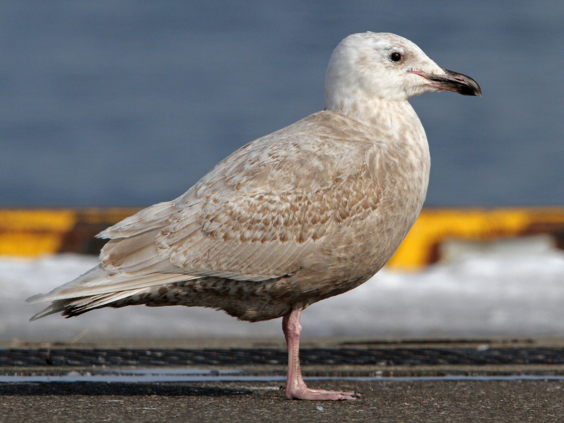 Glaucous-winged Gull - Christoph Moning