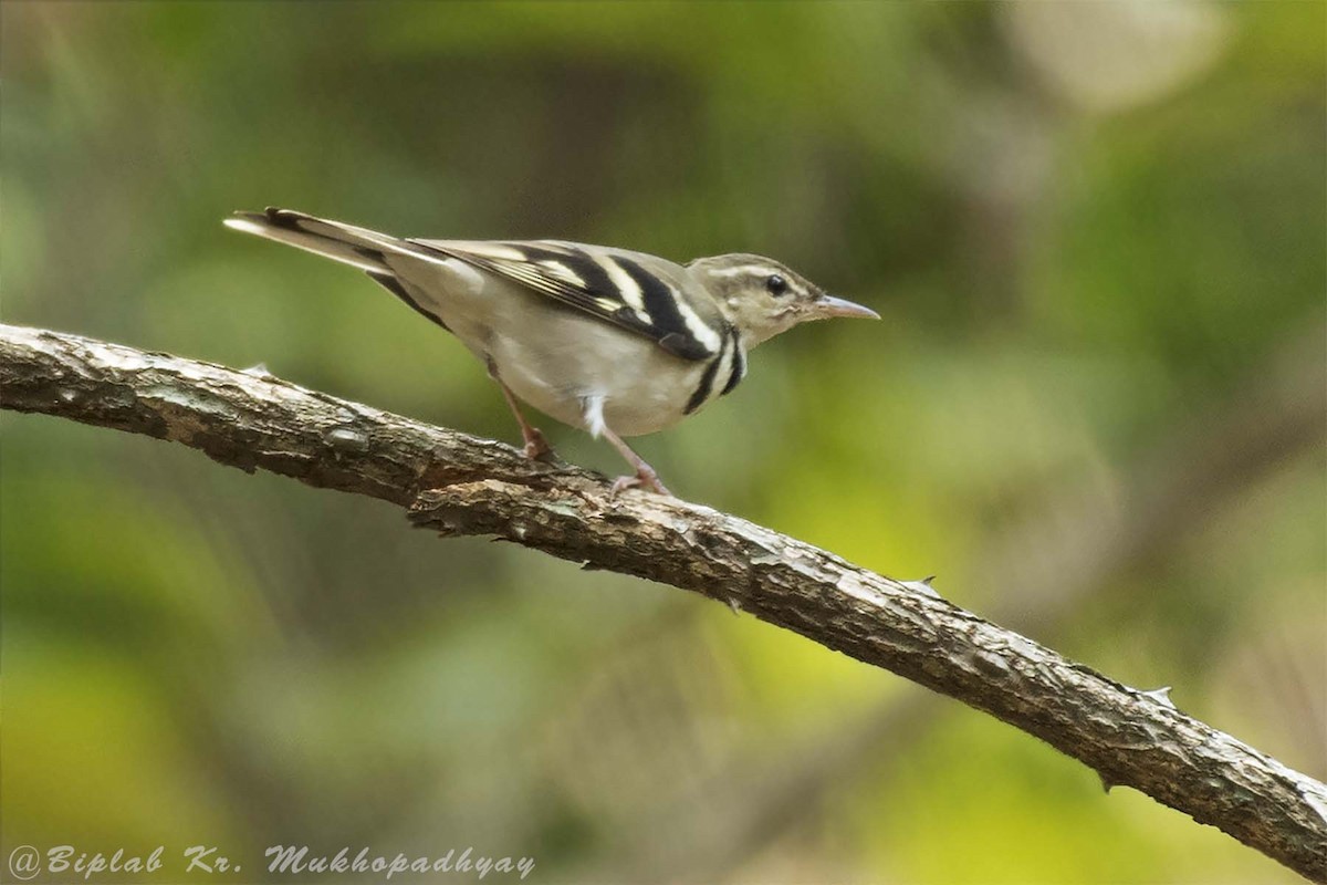 Forest Wagtail - ML713212