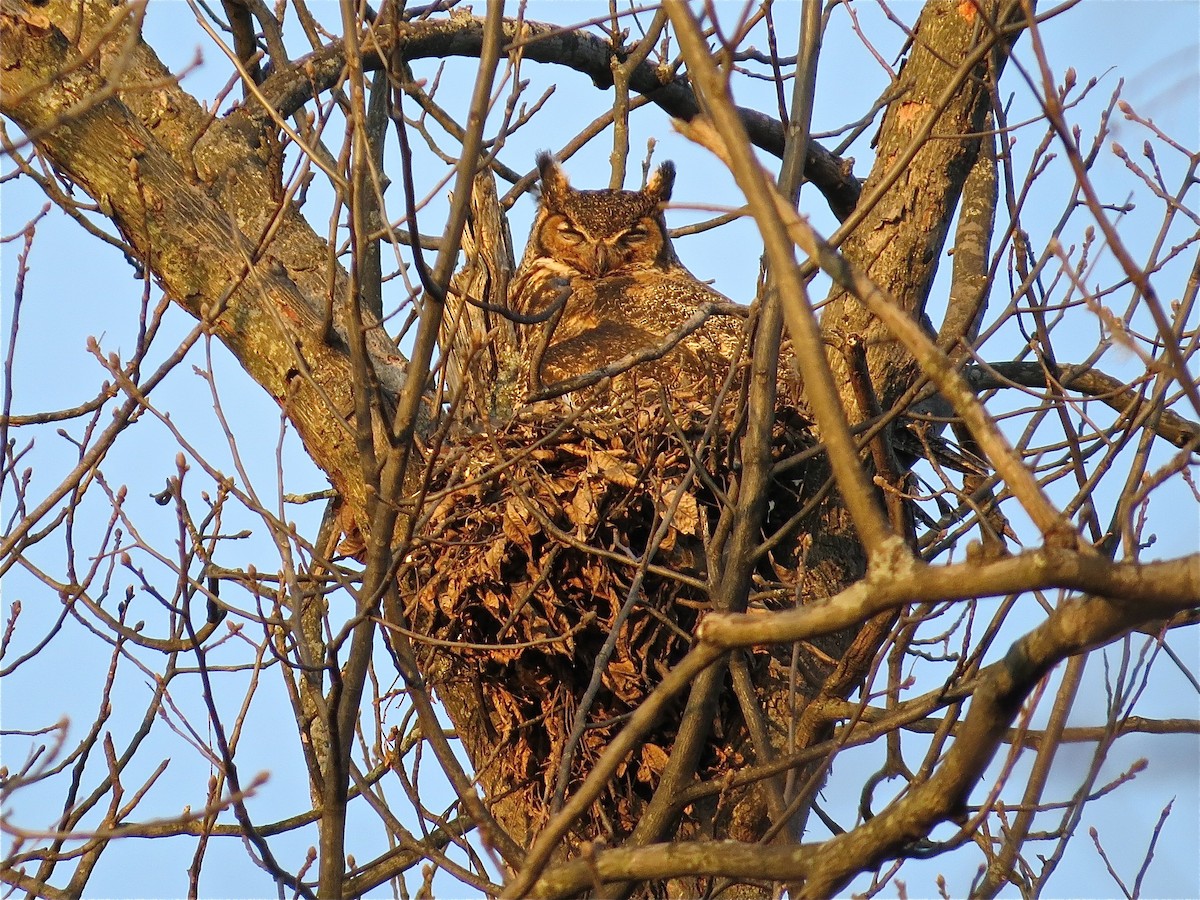 Great Horned Owl - ML71321671