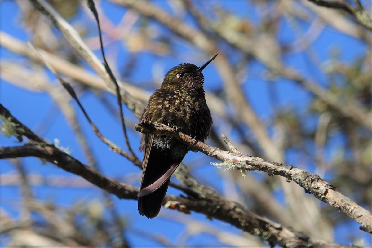 Violet-throated Metaltail - ML713221