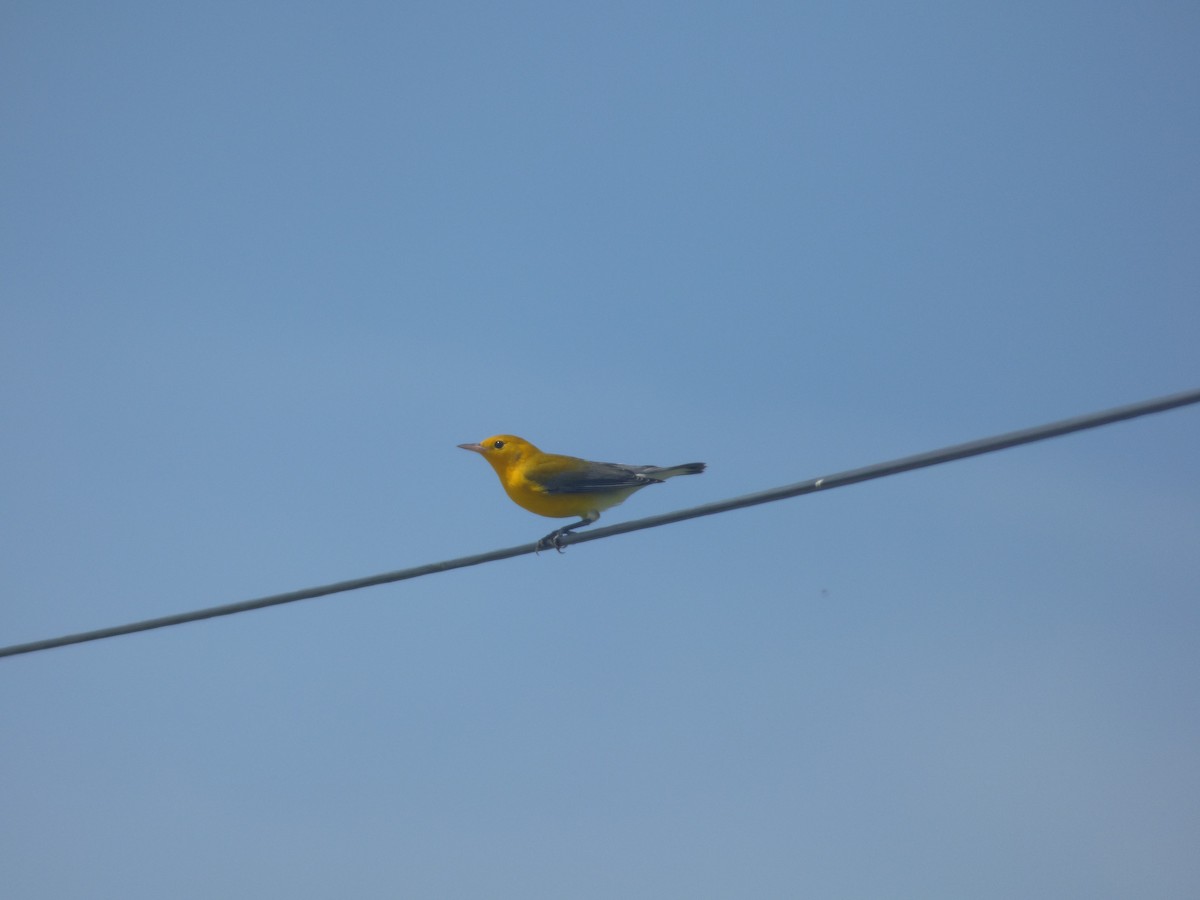 Prothonotary Warbler - ML71322661