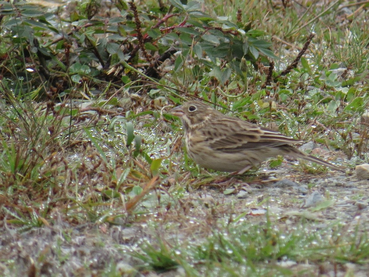 Vesper Sparrow - Nova Scotia Bird Records