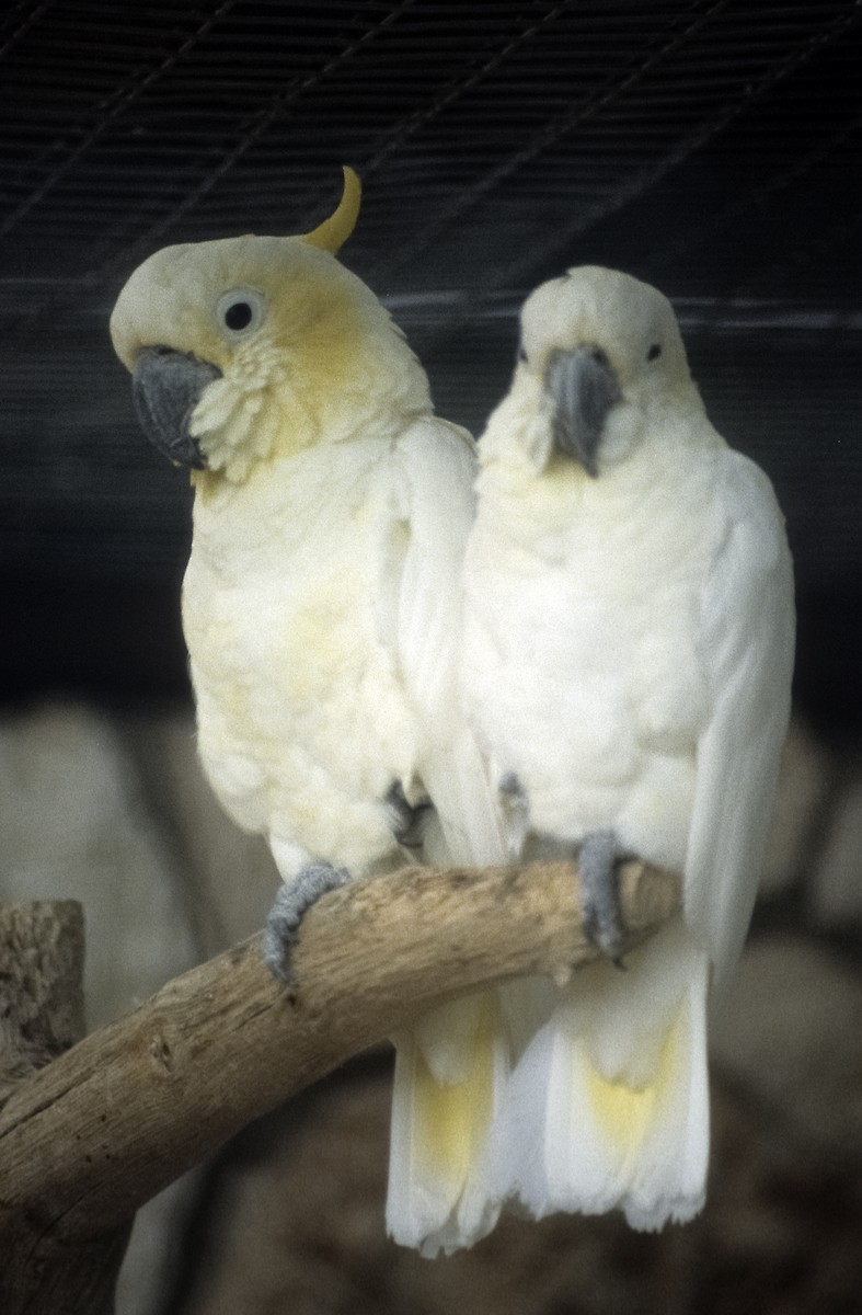 Yellow-crested Cockatoo - Josep del Hoyo