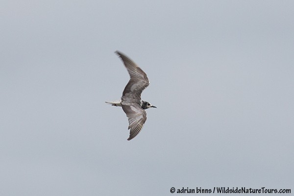 White-winged Tern - adrian binns