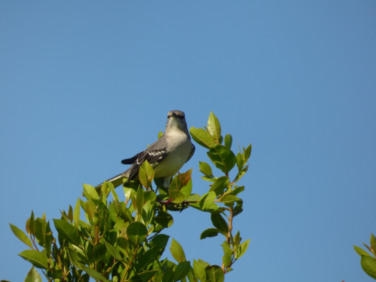 Northern Mockingbird - Tarra Lindo