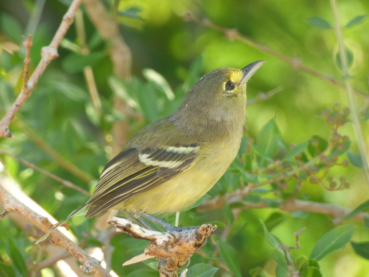 Thick-billed Vireo - ML71325841
