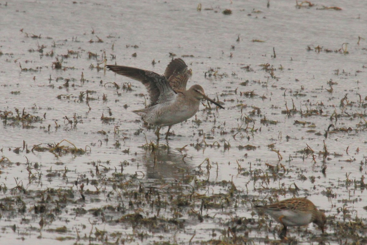 Long-billed Dowitcher - ML71325851