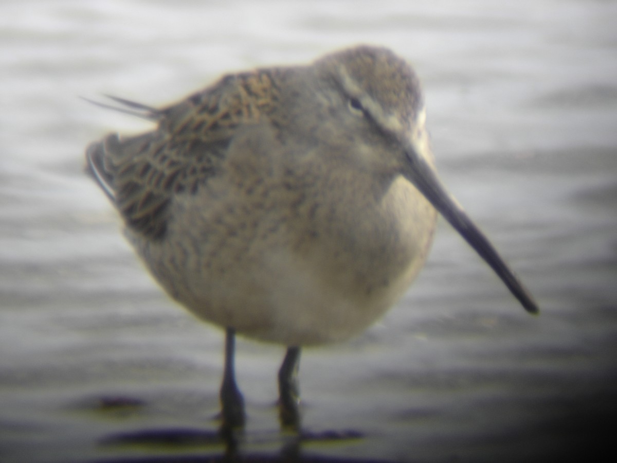 Long-billed Dowitcher - Barry Southard