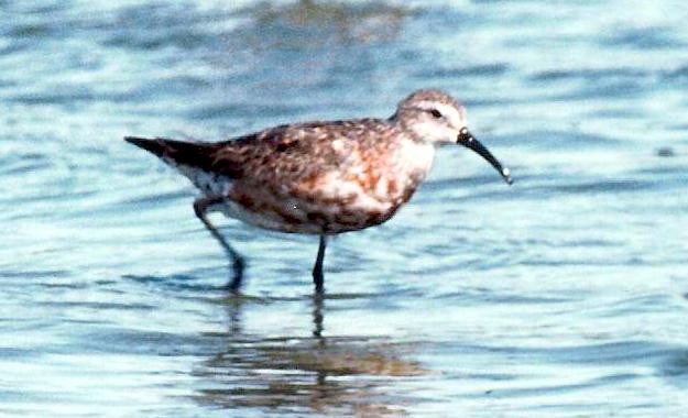 Curlew Sandpiper - Kayo Roy