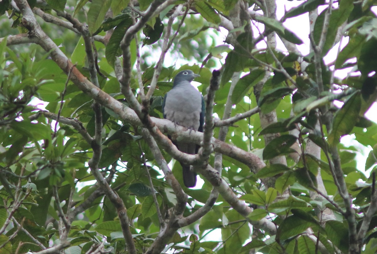 Spectacled Imperial-Pigeon - ML71330311