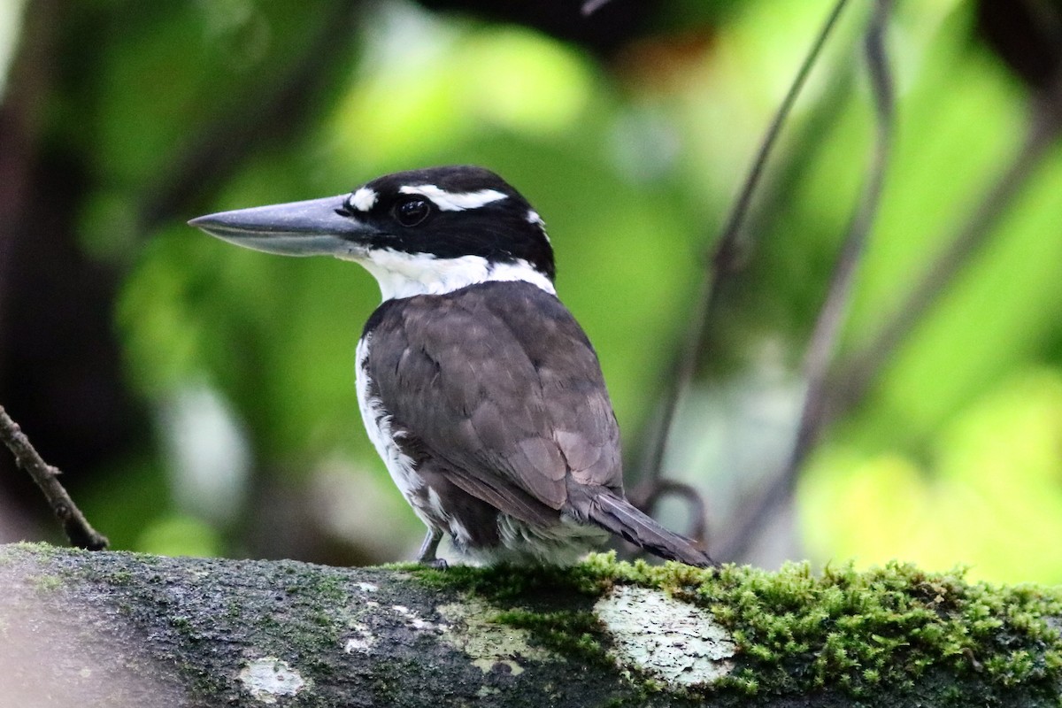 Sombre Kingfisher - Todiramphus funebris - Birds of the World