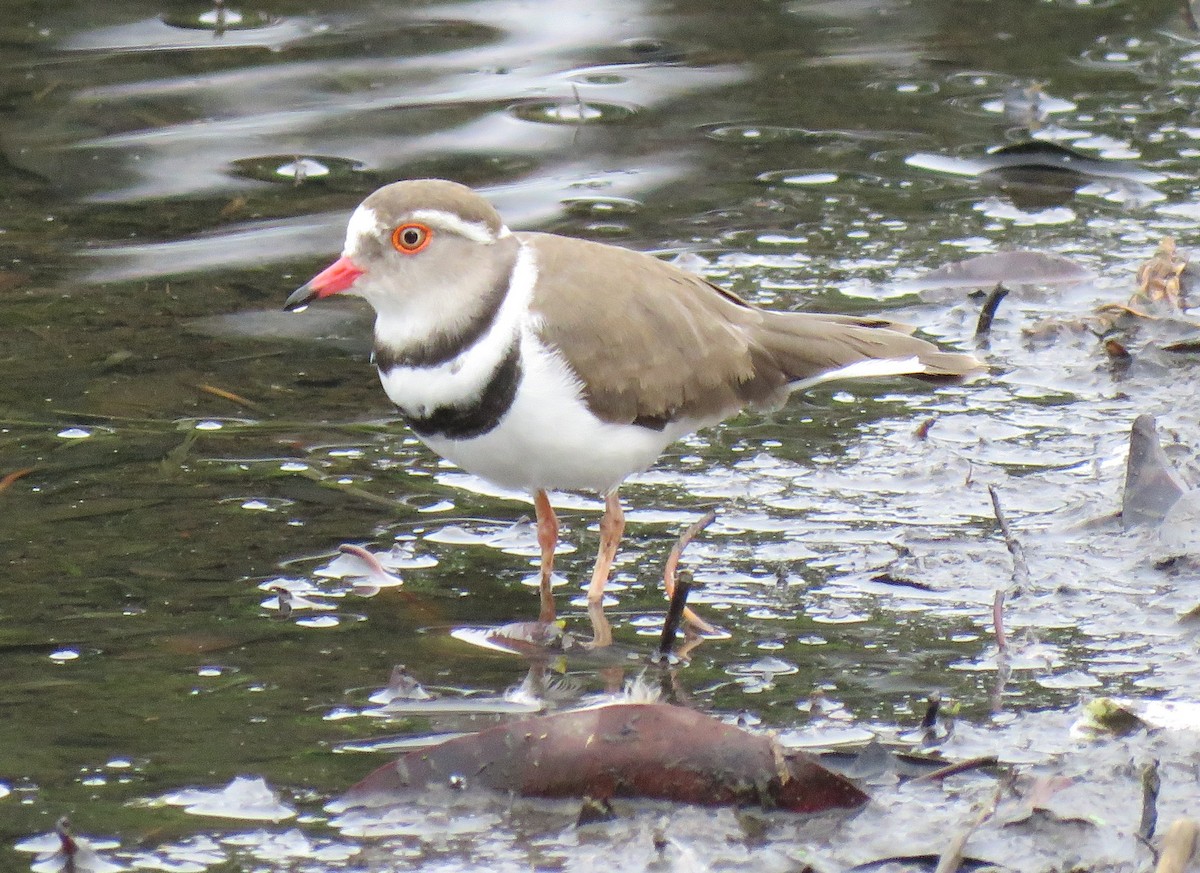 Three-banded Plover - ML71331221