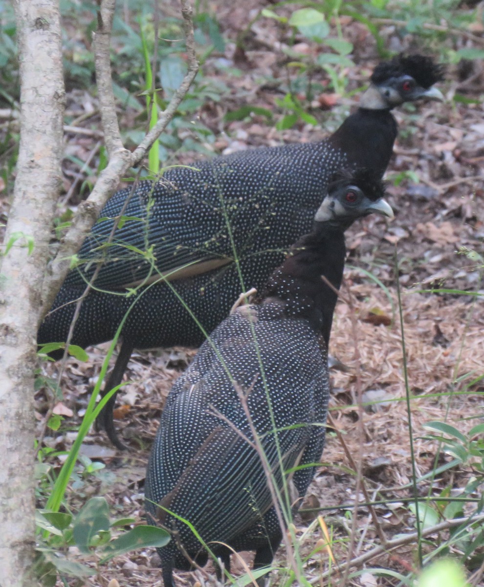 Southern Crested Guineafowl - Brad Arthur