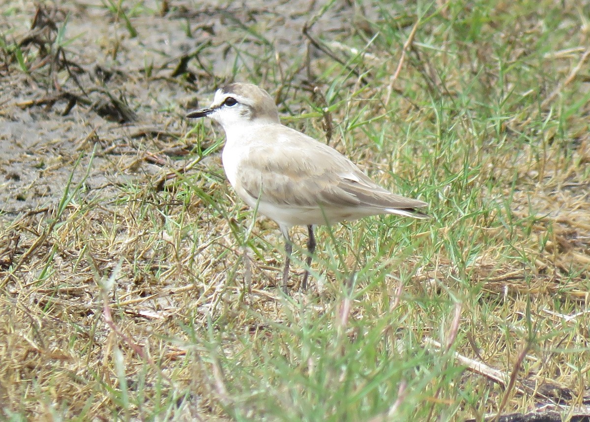 White-fronted Plover - ML71331711
