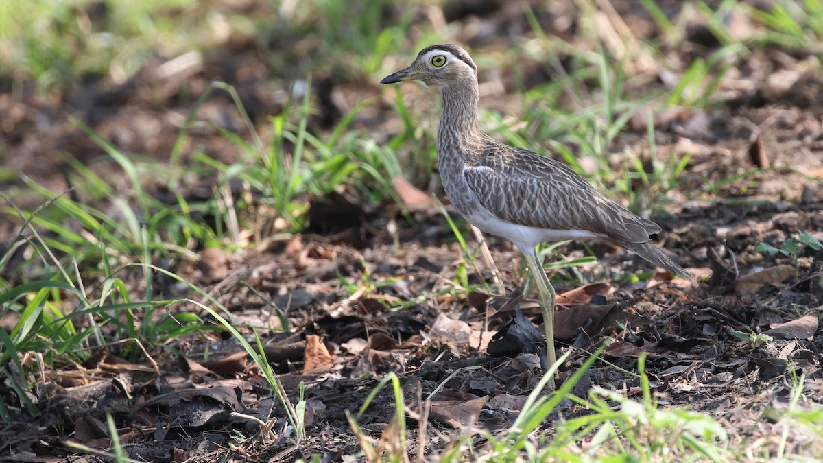 Double-striped Thick-knee - Dean LaTray