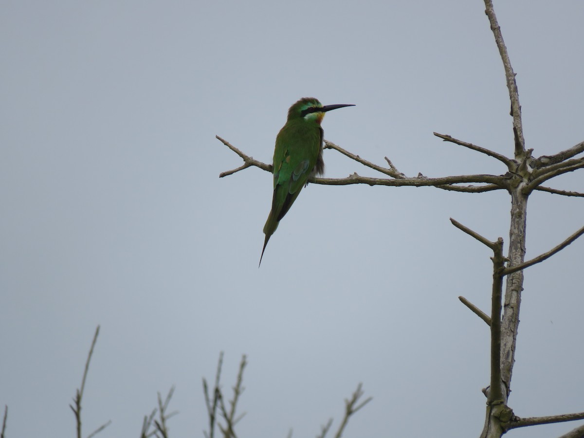 Blue-cheeked Bee-eater - ML71332101